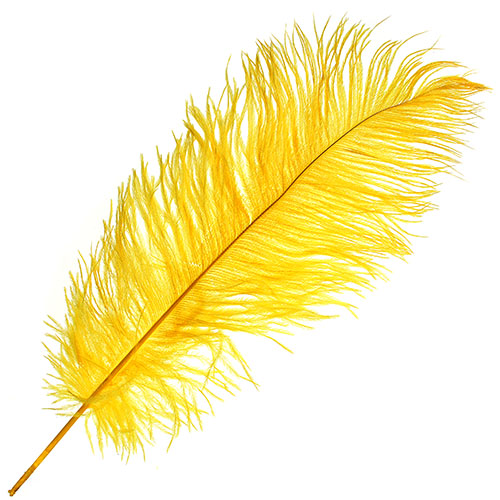 Ostrich Drab Feathers 14-16in (1pc) Yellow image